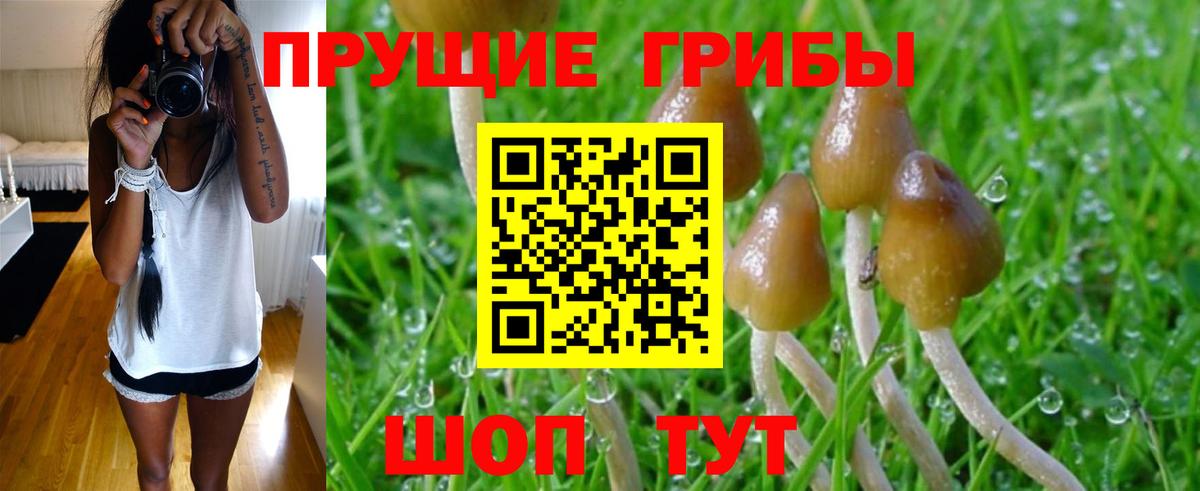 Галлюциногенные грибы Psilocybine cubensis Рубцовск